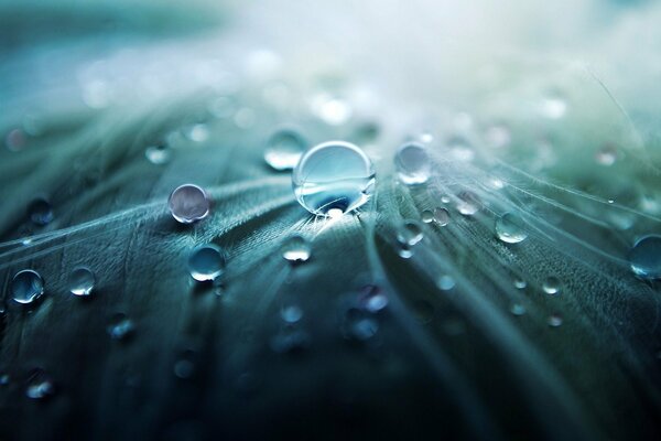 Drops of water on a green leaf