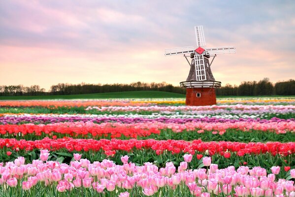 Molino entre un campo de tulipanes rosados