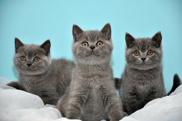 Trois chatons gris britanniques sur fond turquoise