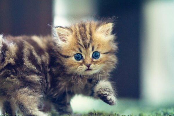 Gatito peludo de ojos azules con una mirada linda