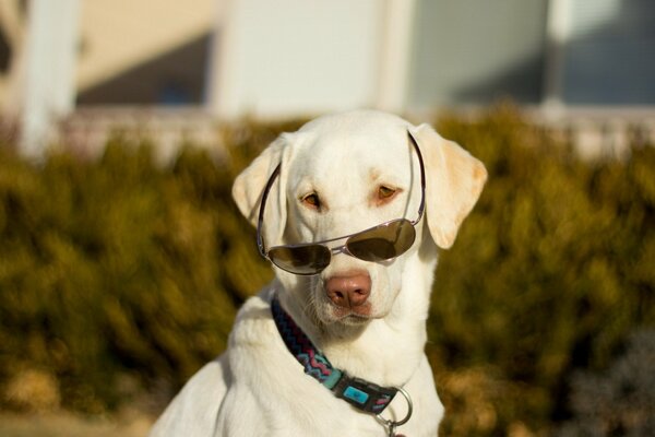 Perro blanco de moda con collar y gafas de sol