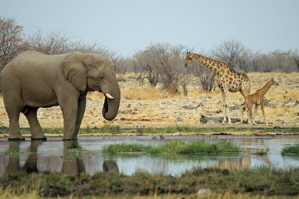 Elefante e giraffa con un cucciolo in un abbeveratoio