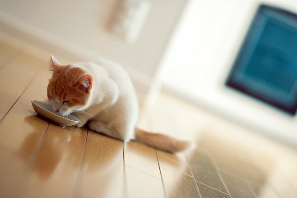 Die Katze frühstückt mit Milch auf weißem Hintergrund