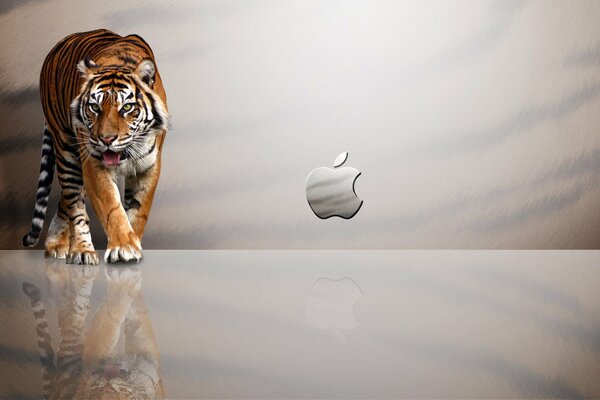 Reflexion des Apple-Symbols auf einem Tiger-Hintergrund