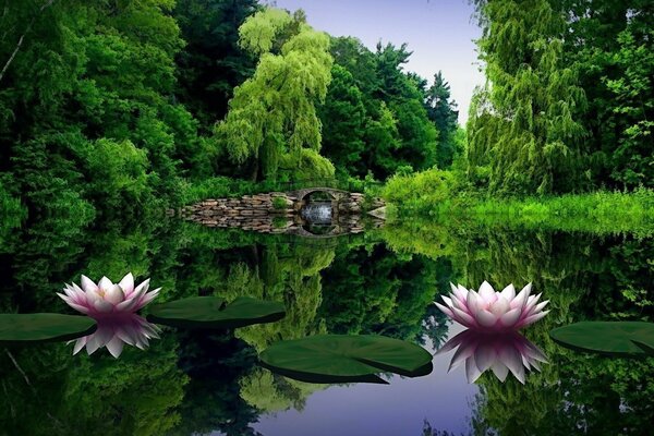 Reflejo de nenúfares en el agua