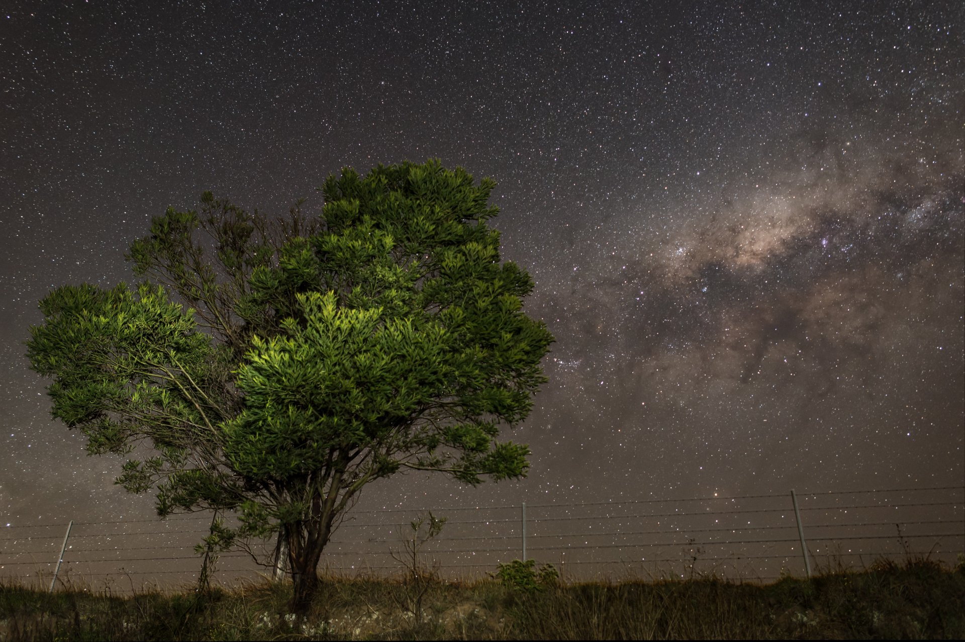 ósmosis estrellas noche vía láctea árbol