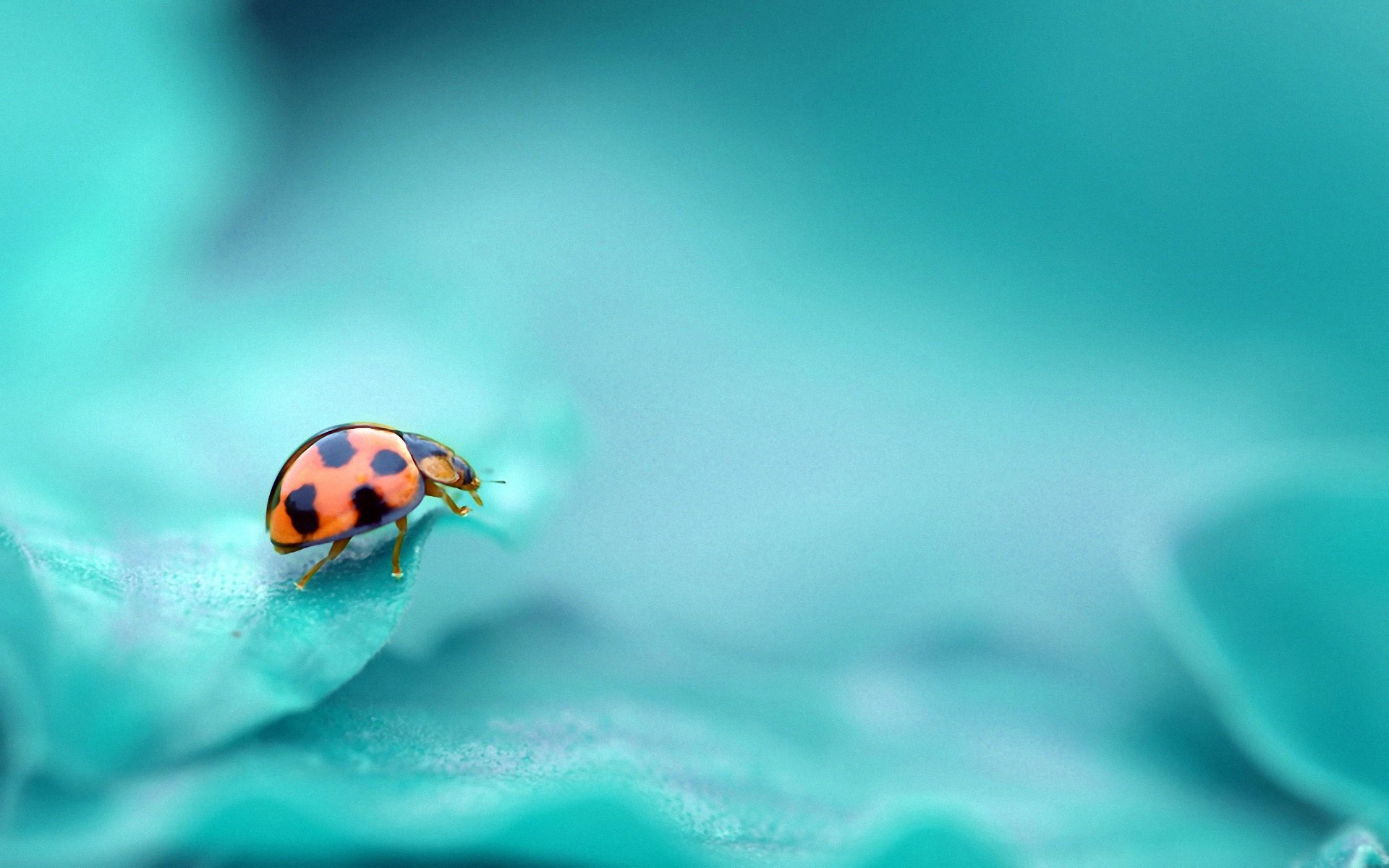 coccinelle fond turquoise couleur insecte