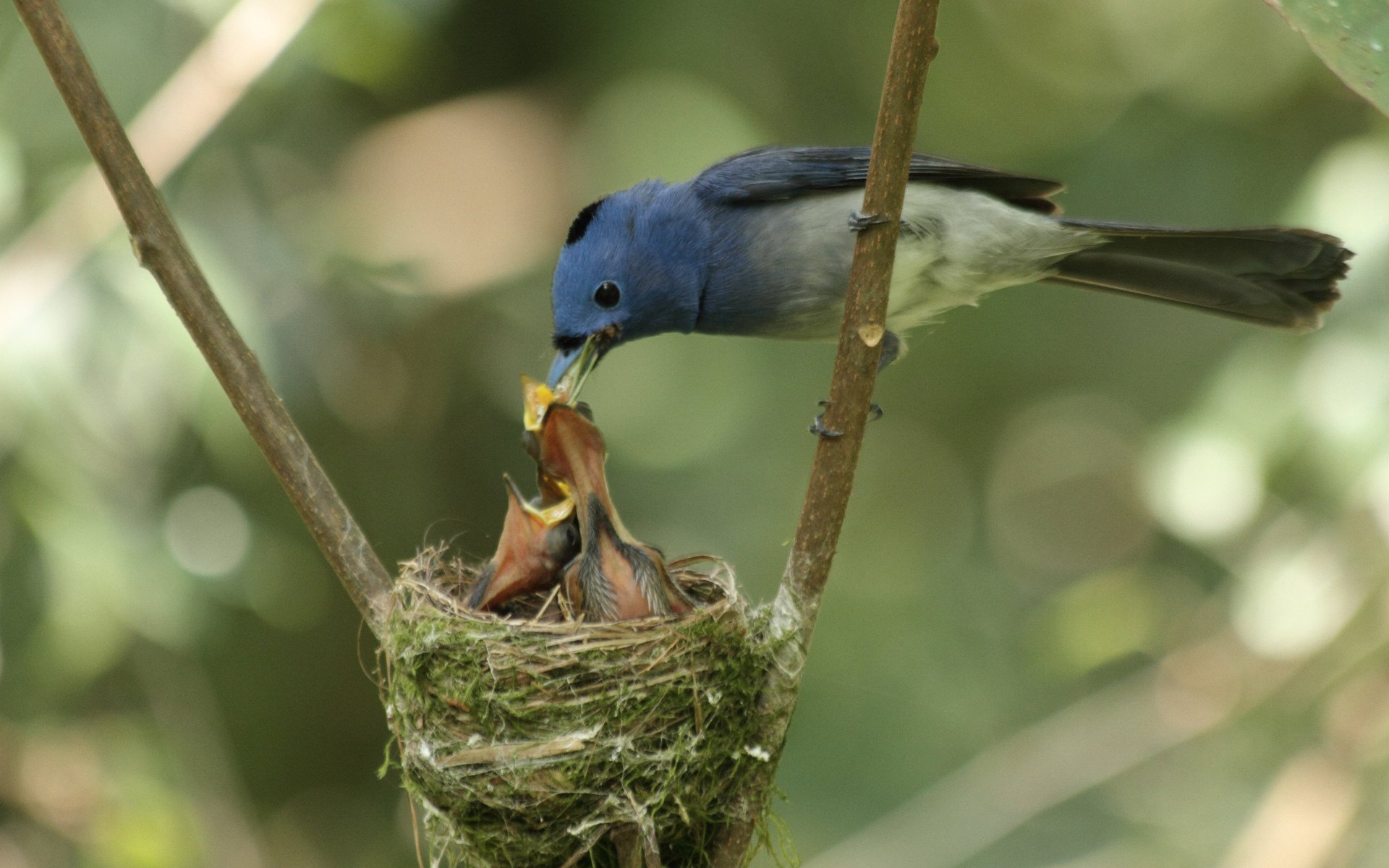 twigs bird socket mother chicks feeding