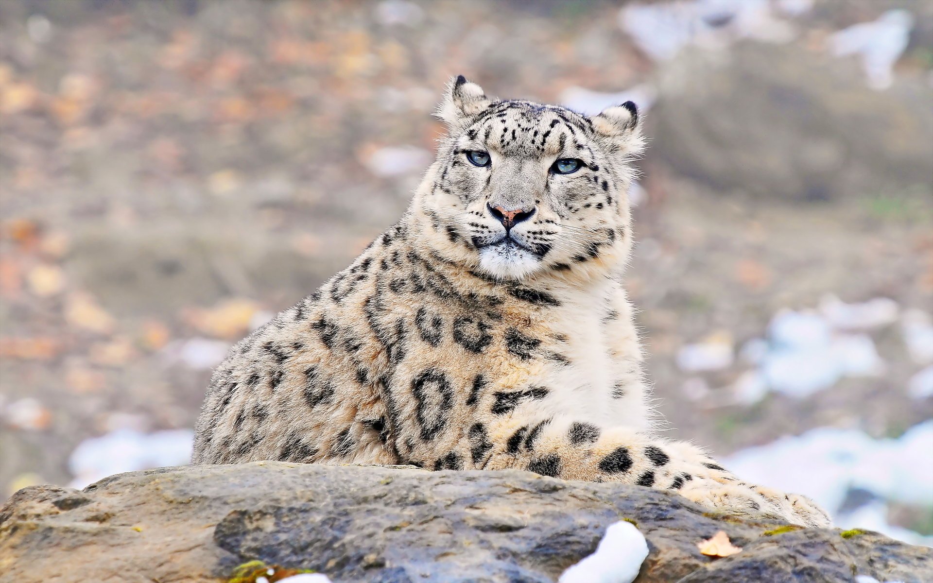 léopard des neiges uncia uncia snow leopard irbis vue museau