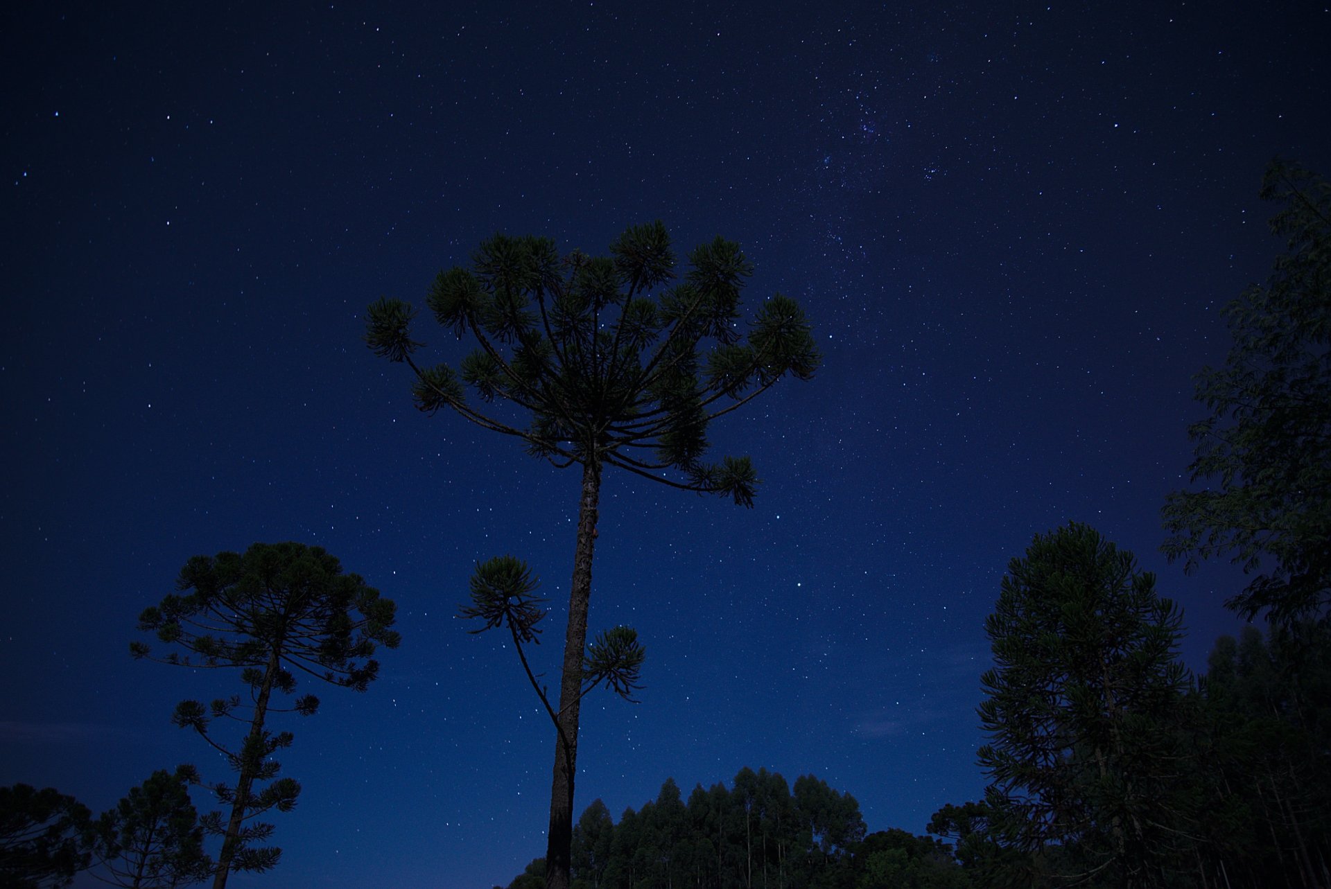 raum sterne nacht bäume