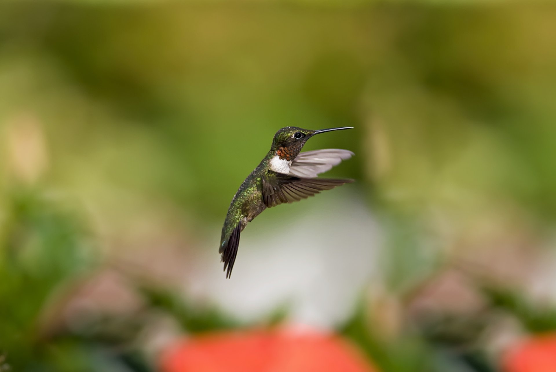 colibri flou vol oiseau