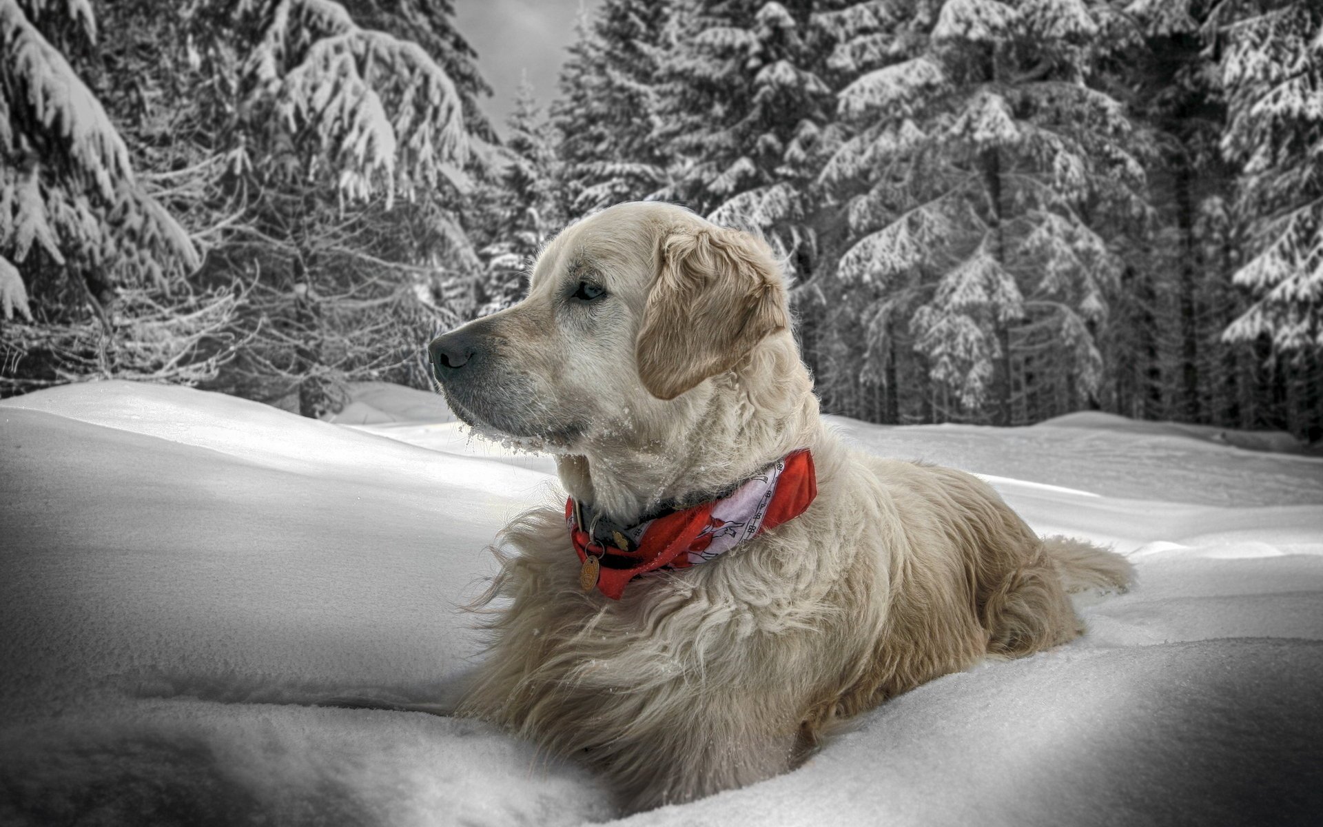 perro invierno nieve