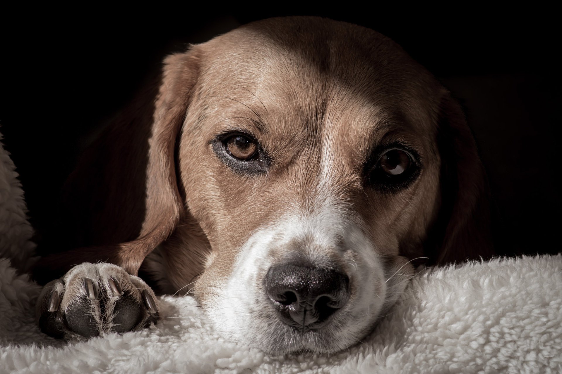 cane muso giace zampa naso sguardo