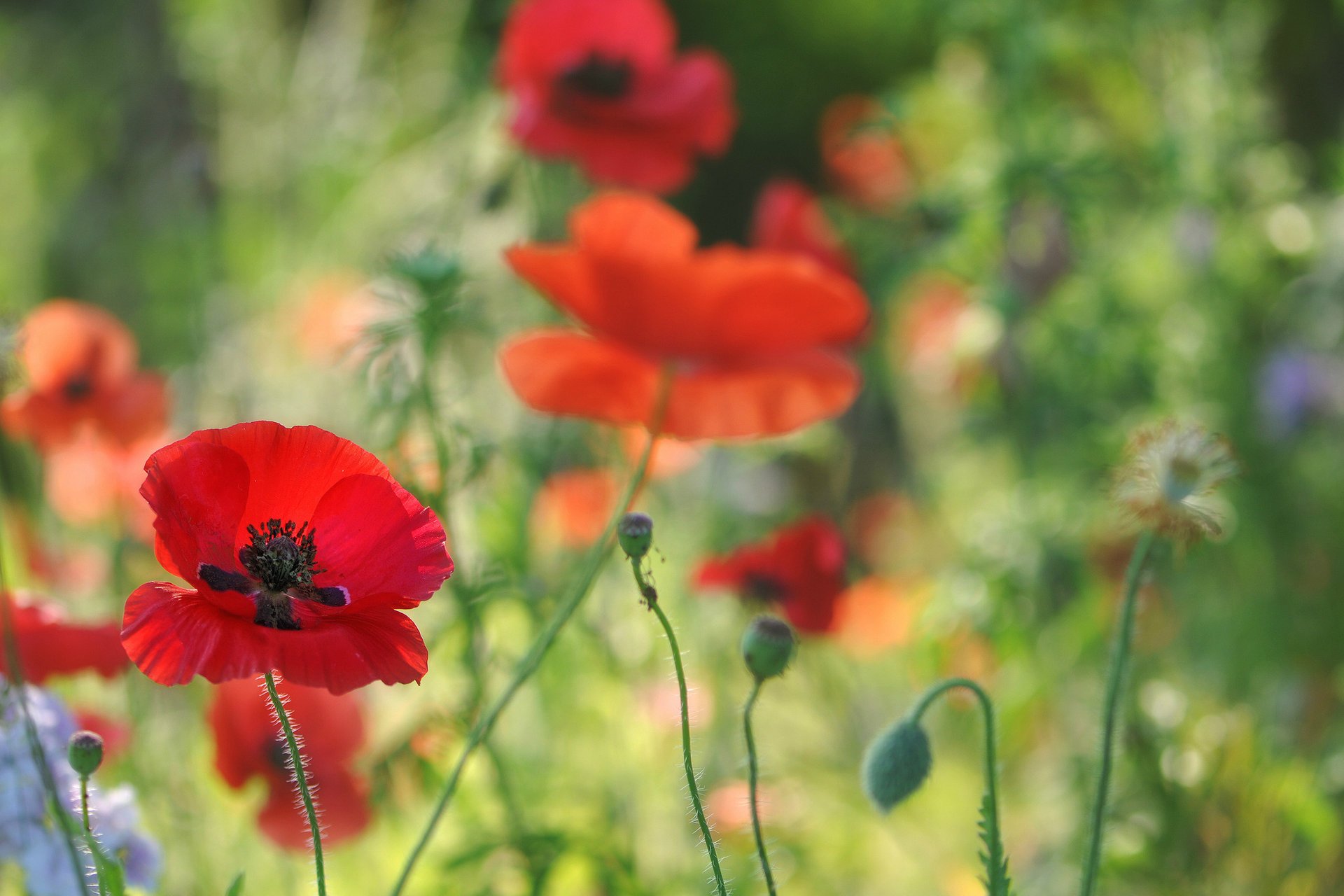 coquelicots fleurs champ rouge flou gros plan