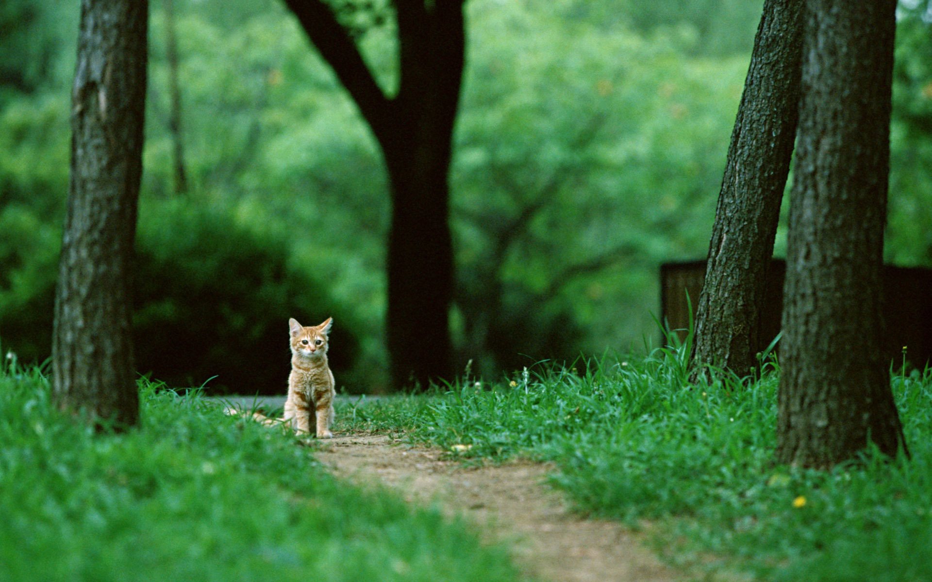 gatto gatto gatto rossa seduta gattino alberi foresta