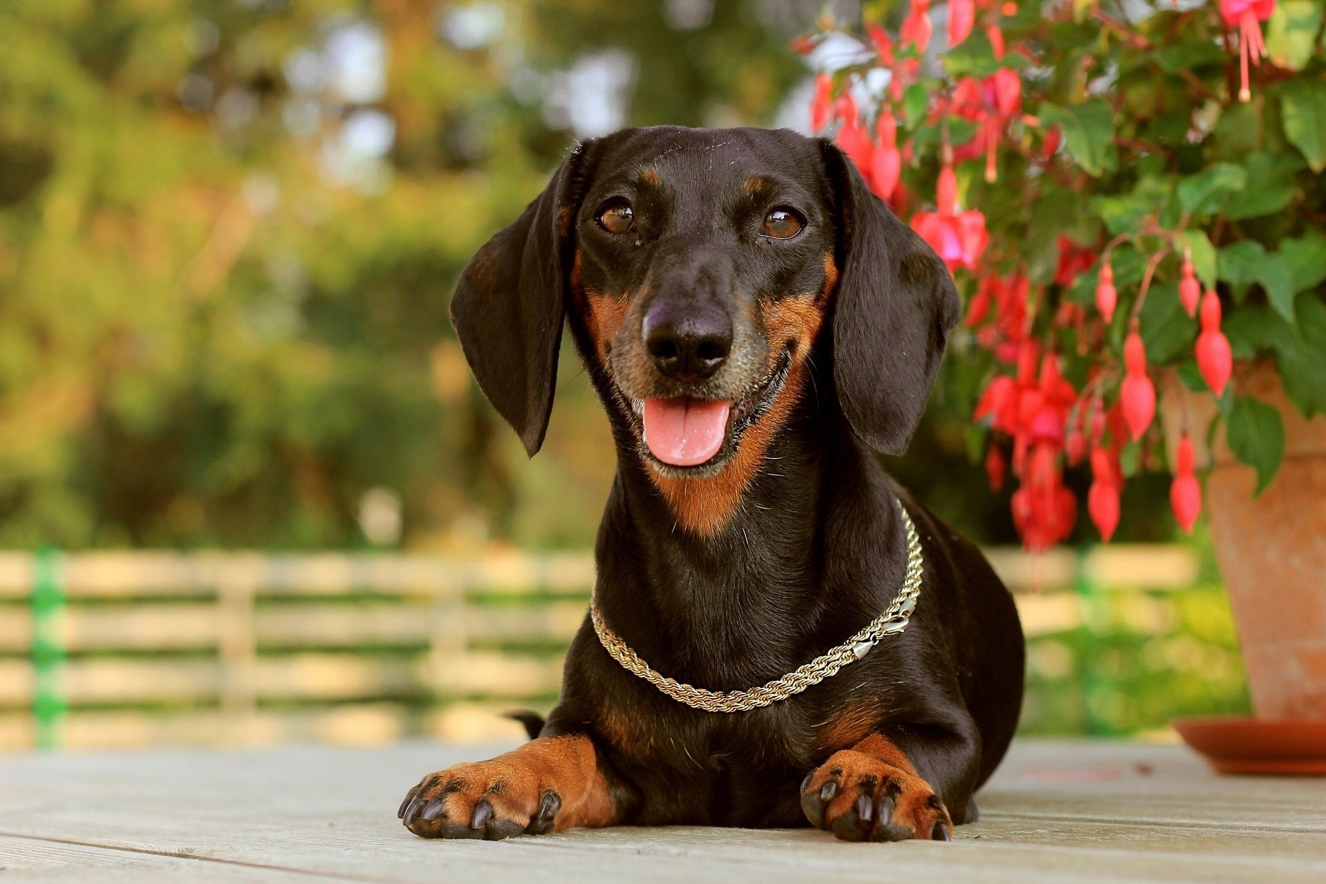 dachshund collar chain joy mood