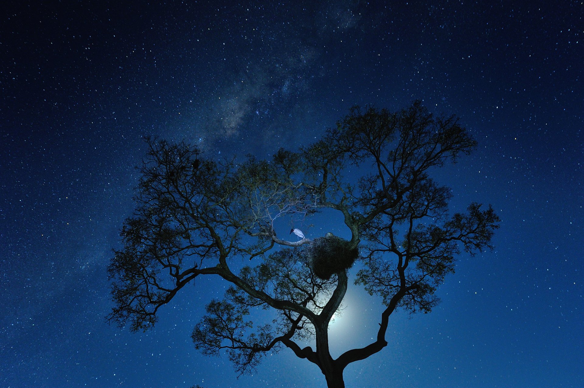 espace étoiles nuit voie lactée arbre oiseau