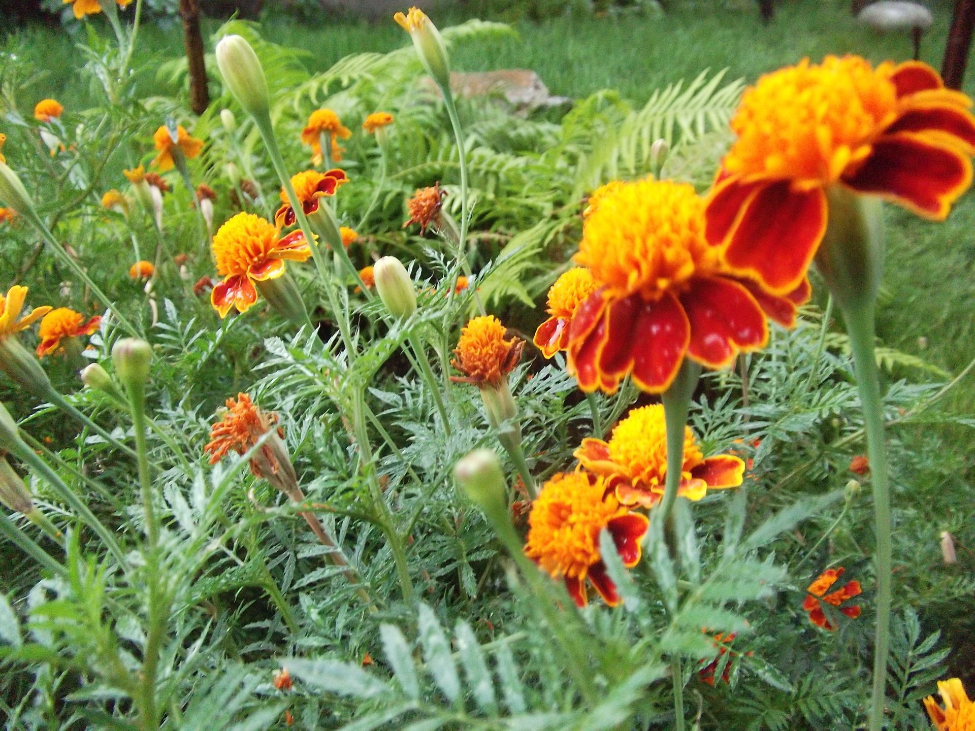 flores rojo