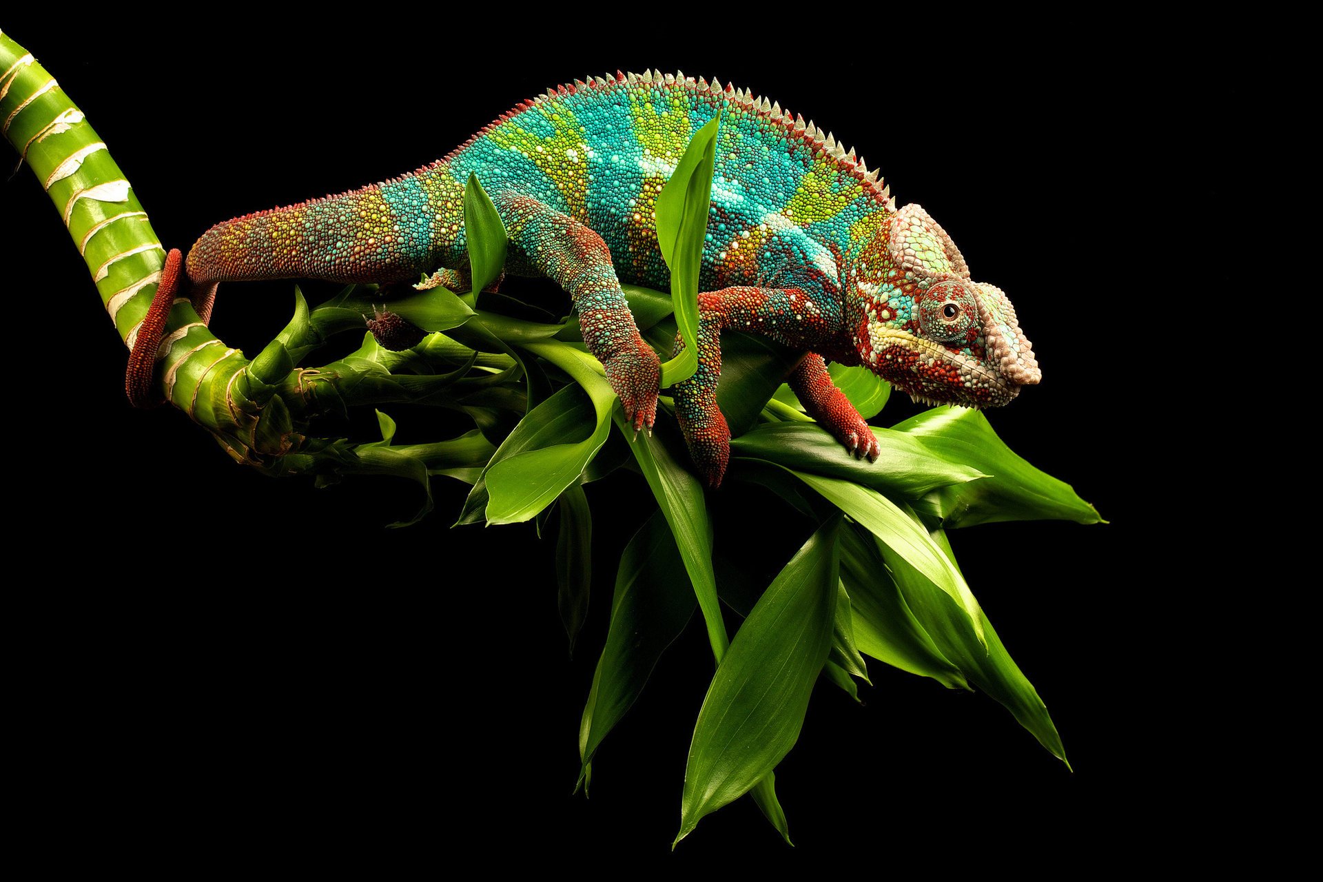 camaleón cola ojos verde lagarto rama fondo