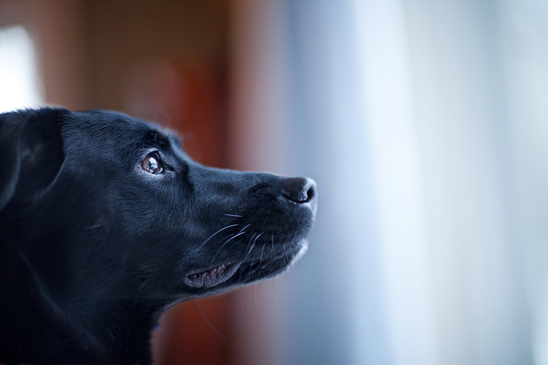 perro negro mirando hocico