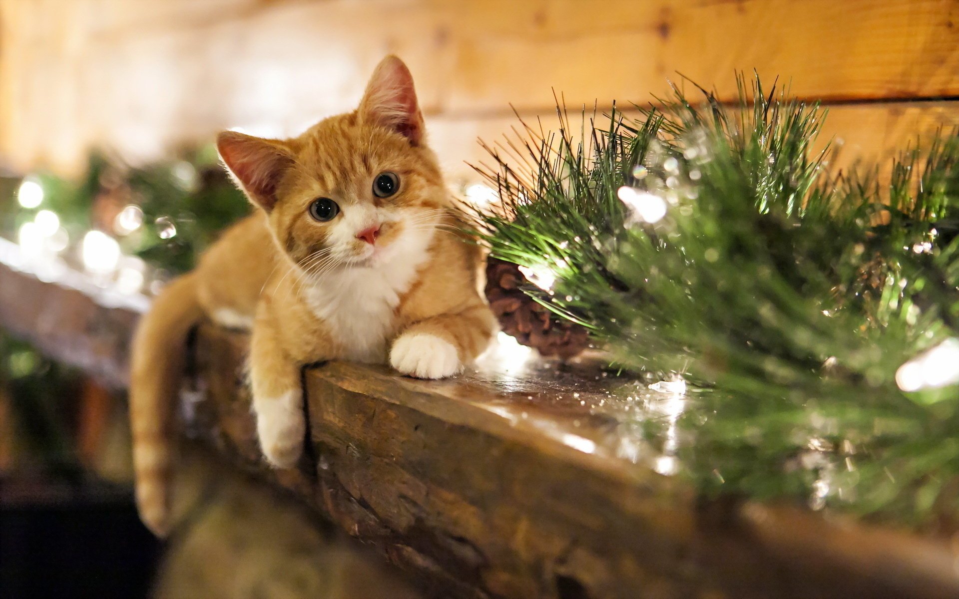 gatto vacanza casa