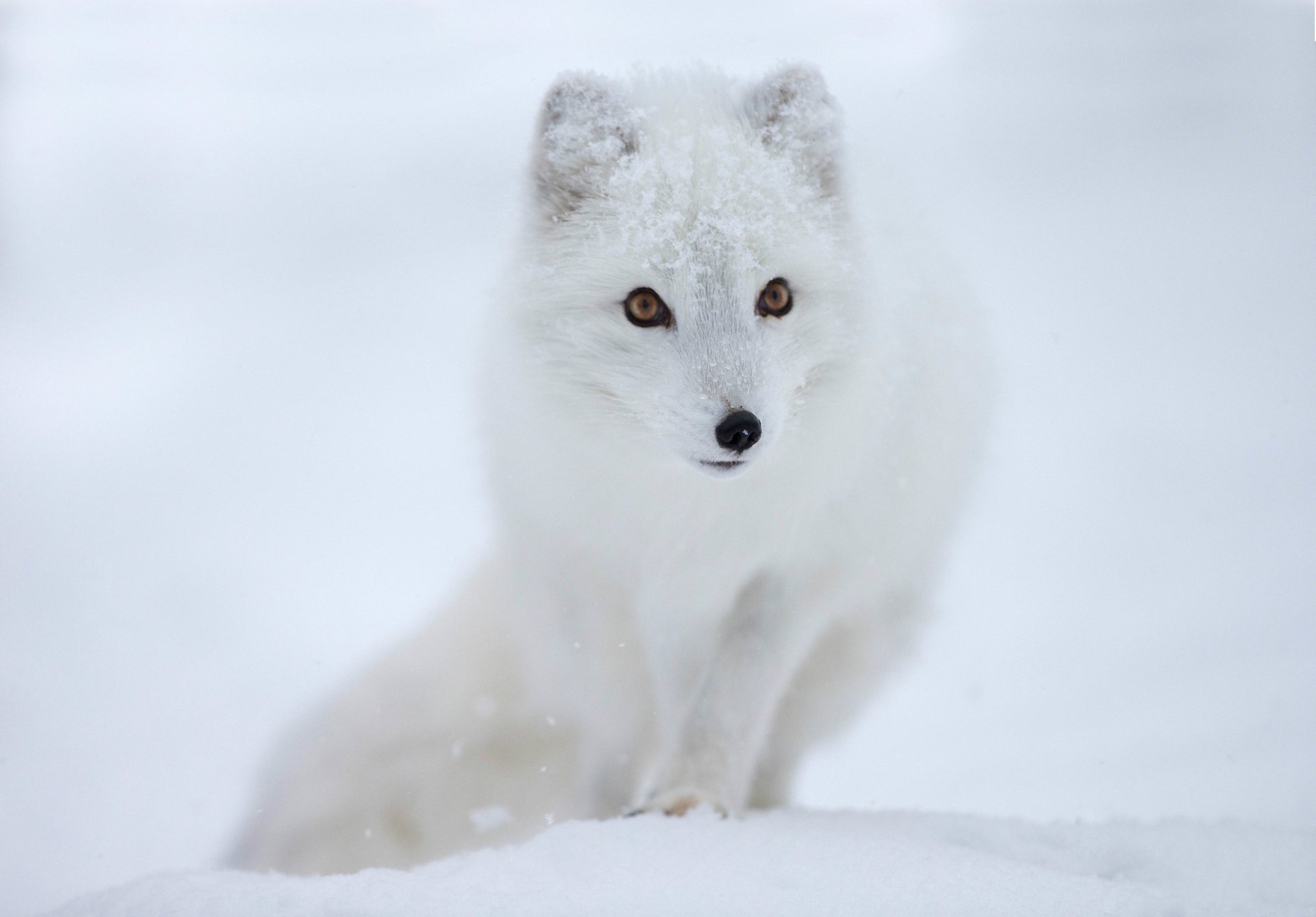 fox polar fox muzzle look snow