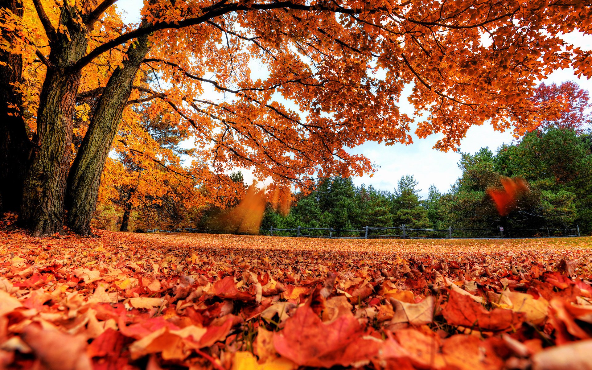 alberi foglie autunno