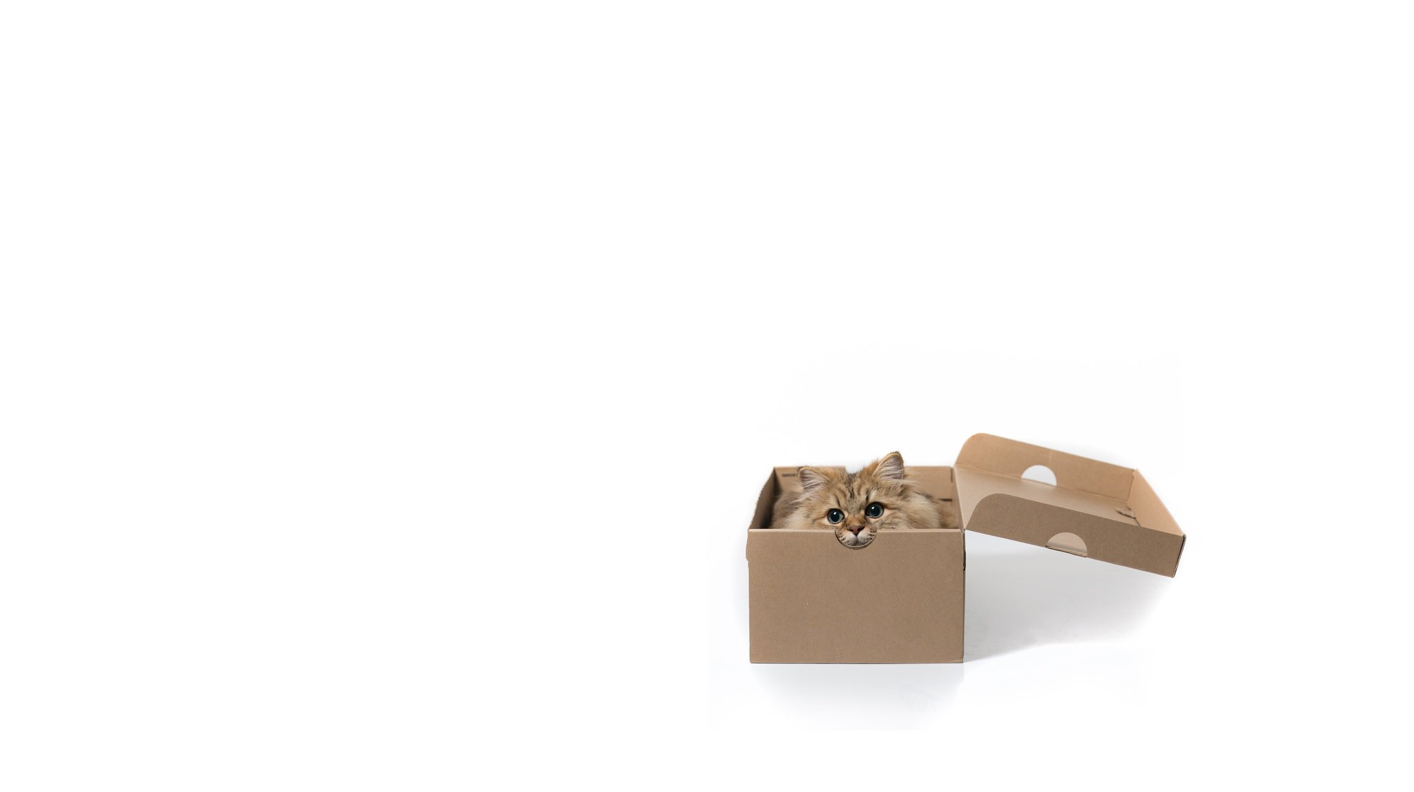 minimalismus daisy c benjamin torode weißer hintergrund katze box