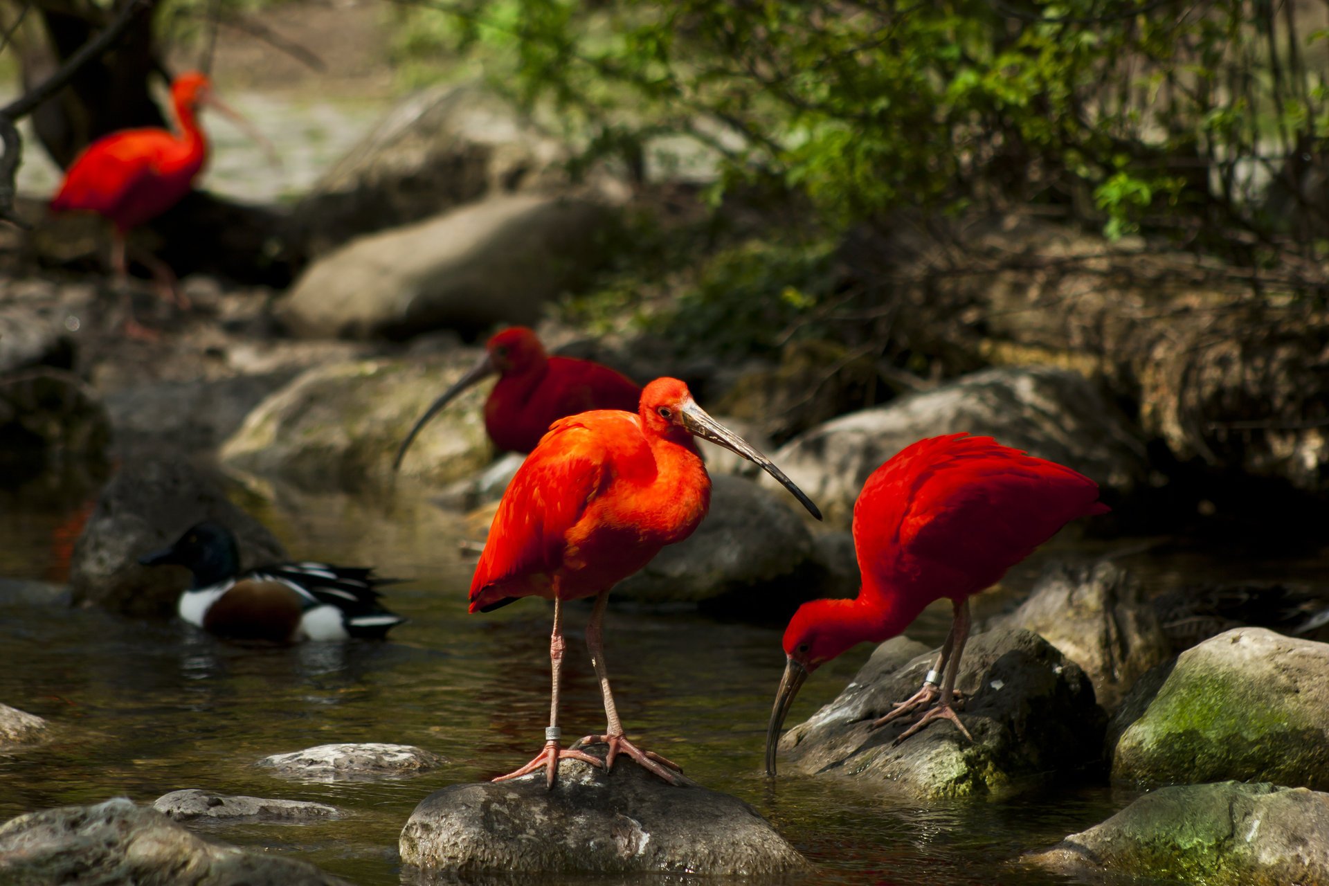 uccelli ibis alberi natura muschio ruscello acqua pietre