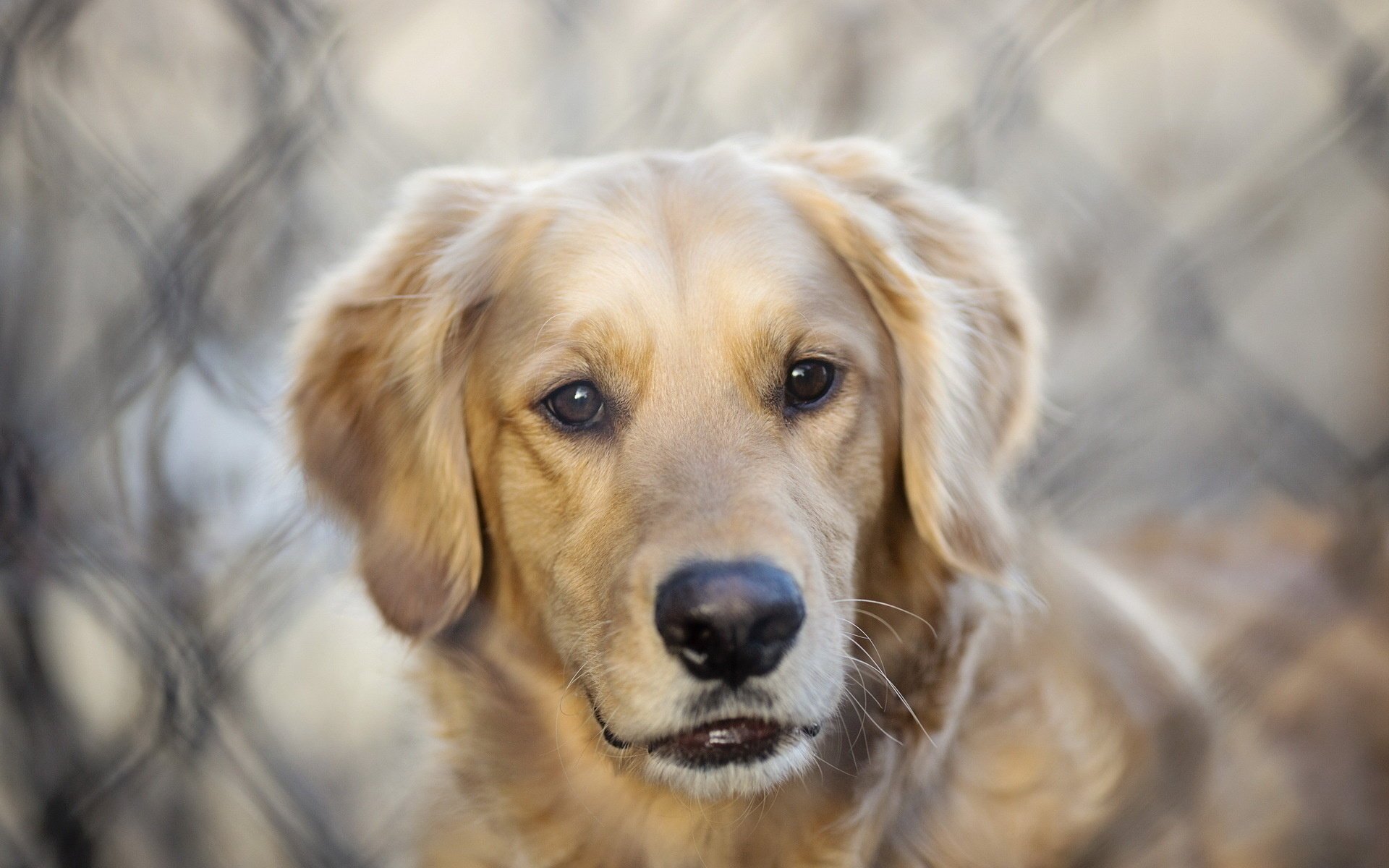 perro amigo mirada