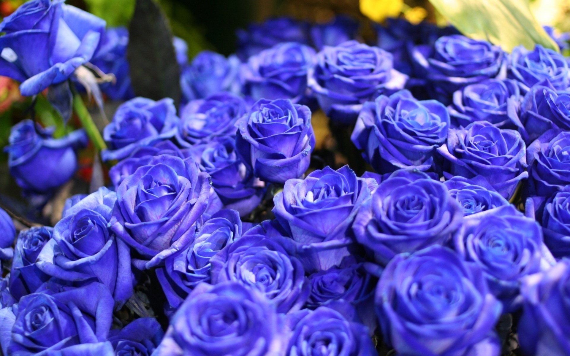 roses bleues roses bleues roses fleurs fleur bouquet