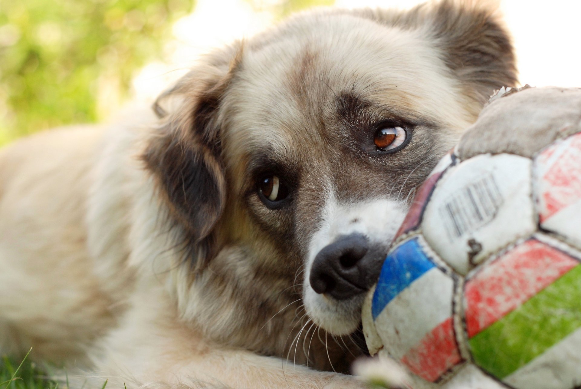 hund spiel ball