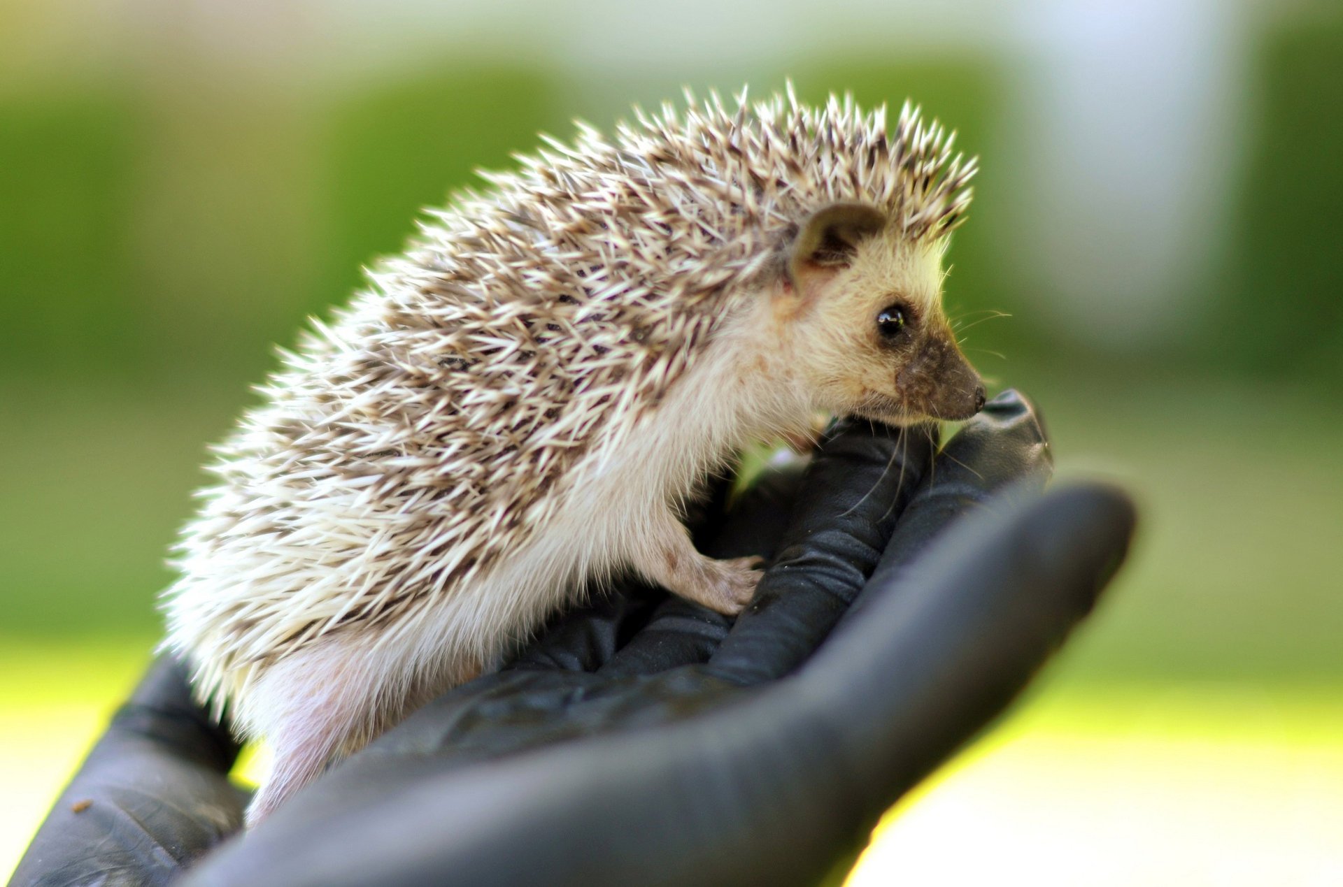 hand hedgehog needles hedgehog brush muzzle