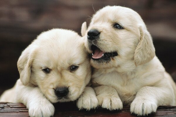 Two loyal friends. White fuzzies