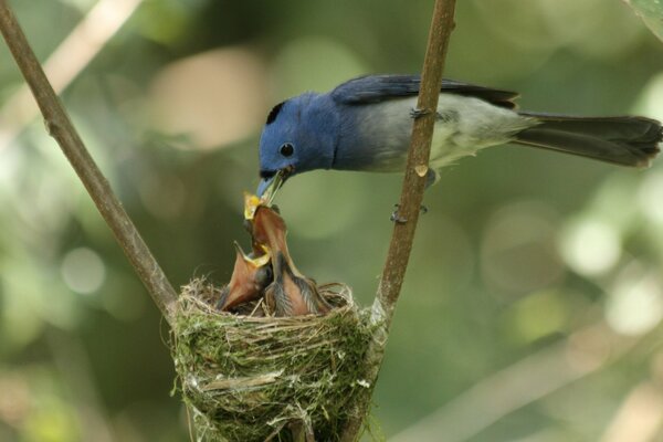 Hermoso pájaro alimenta a los polluelos en el nido