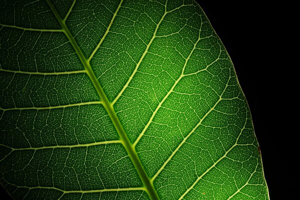 A large green leaf with streaks on a black background