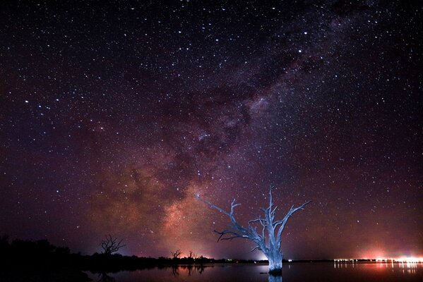 Albero solitario sullo sfondo di un paesaggio cosmico