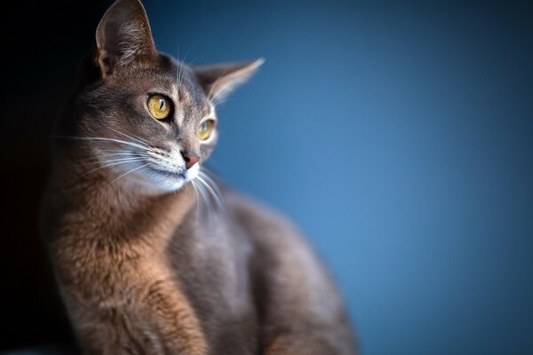 Beau chat avec de grands yeux