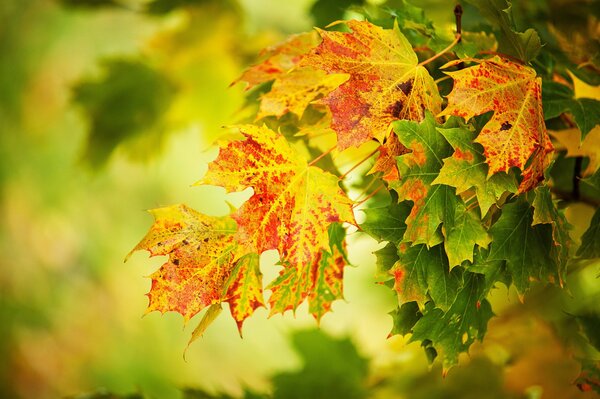 Hojas de arce rojo-amarillo sobre fondo verde