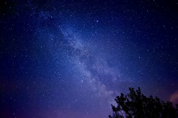 Top tree in the night background of the starry sky