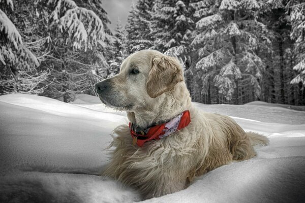 Ein riesiger Hund mit einem roten Verband badet in Schneewehen