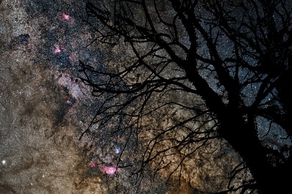 Sagoma di un albero su uno sfondo di cielo stellato