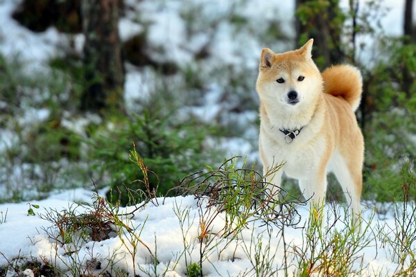 Dans un champ d hiver au milieu de la neige, un chien roux