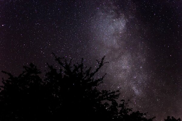 A tree on the background of the night starry sky