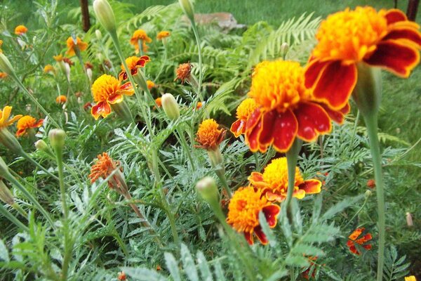 Parterre de fleurs avec des soucis rouges