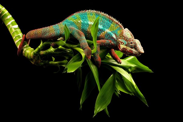 Multicolored chameleon on a green branch