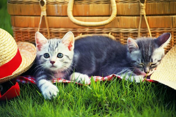 Dos gatitos en la hierba cerca de los sombreros