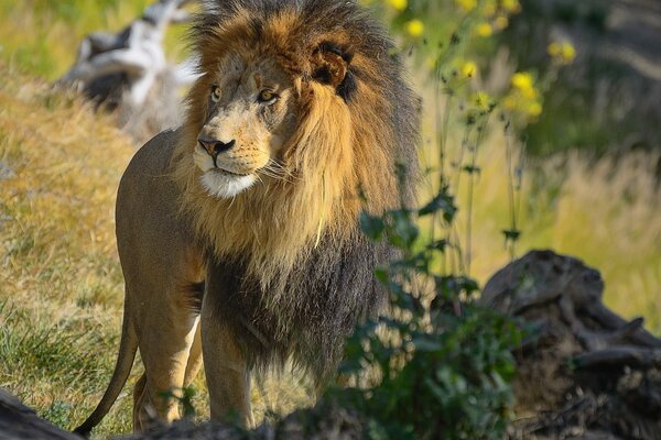 Der König der Tiere ist ein Löwe mit einer prächtigen Mähne