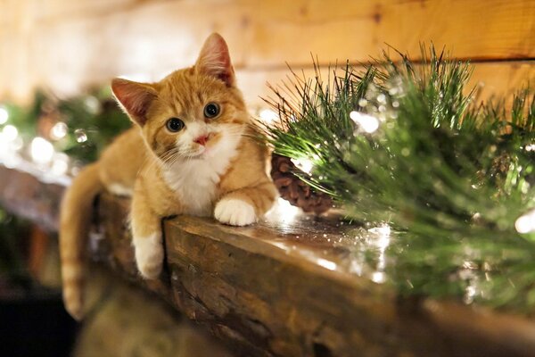 Gatto rosso vicino al ramo dell albero di Natale