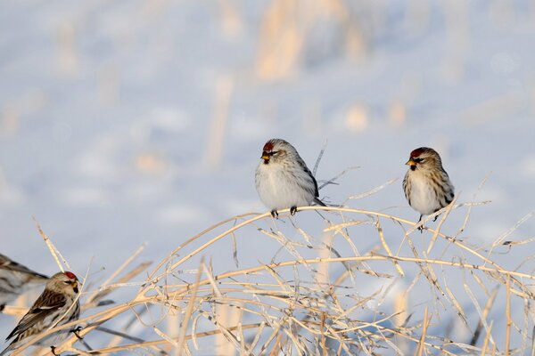 Las aves descansan en un herbolario seco en medio de la nieve